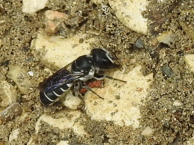 Rugose-fronted Resin Bee