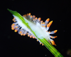 Limacia