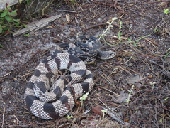 Pituophis melanoleucus melanoleucus