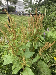 Rumex