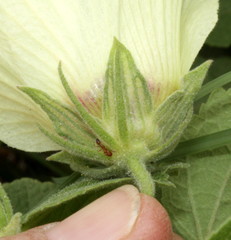 Pavonia senegalensis