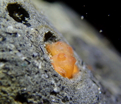 Metandrocarpa taylori