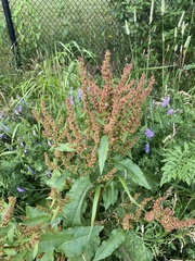 Rumex
