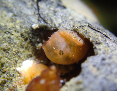 Metandrocarpa taylori