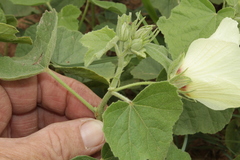Pavonia senegalensis