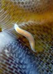 Vorticeros praedatorium