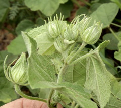 Pavonia senegalensis