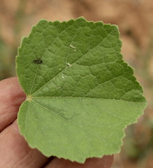 Pavonia senegalensis