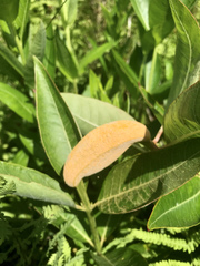 Puccinia minutissima