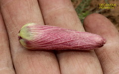 Pavonia senegalensis