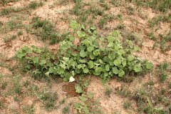 Pavonia senegalensis