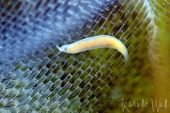 Vorticeros praedatorium