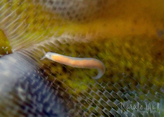 Vorticeros praedatorium