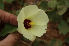 Pavonia senegalensis