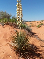 Yucca angustissima kanabensis