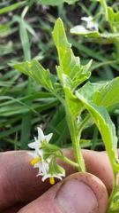 Solanum nitidibaccatum