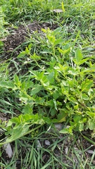 Solanum nitidibaccatum