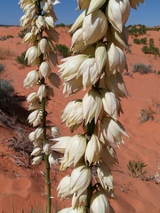 Yucca angustissima kanabensis