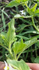 Solanum nitidibaccatum
