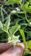 Solanum nitidibaccatum