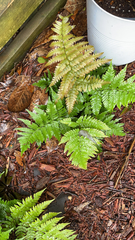 Deparia petersenii