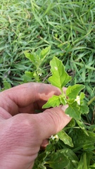 Solanum nitidibaccatum