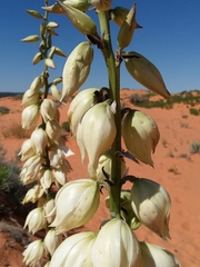 Yucca angustissima kanabensis