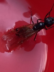 Camponotus pennsylvanicus
