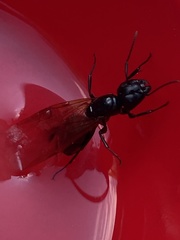 Camponotus pennsylvanicus