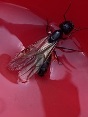 Camponotus pennsylvanicus