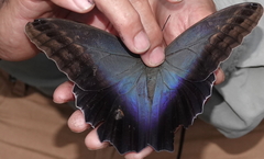 Caligo brasiliensis galba