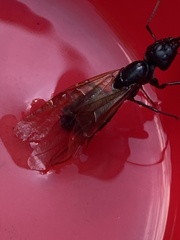 Camponotus pennsylvanicus