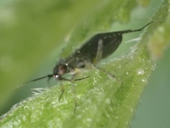 Plagiognathus arbustorum