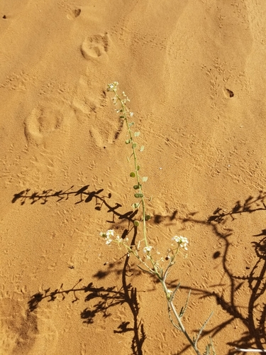 Image of Dimorphocarpa pinnatifida by (c) Bob Miller, some rights reserved (CC BY)