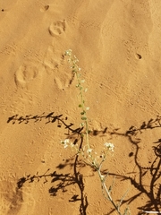 Dimorphocarpa pinnatifida