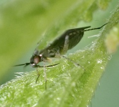 Plagiognathus arbustorum