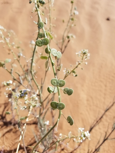 Image of Dimorphocarpa pinnatifida by (c) Bob Miller, some rights reserved (CC BY)