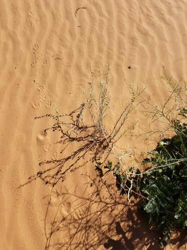 Image of Dimorphocarpa pinnatifida by (c) Bob Miller, some rights reserved (CC BY)