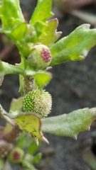 Centipeda cunninghamii