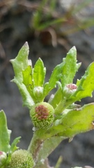 Centipeda cunninghamii