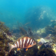 Chirodactylus spectabilis