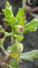 Centipeda cunninghamii