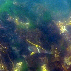 Notolabrus tetricus