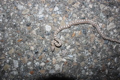 Arizona elegans candida