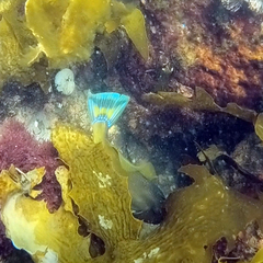 Meuschenia australis