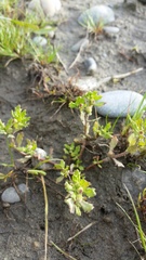 Centipeda cunninghamii