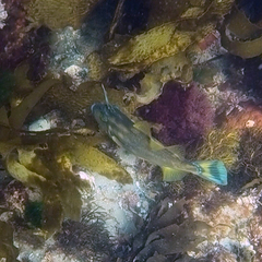 Meuschenia australis