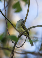 Tolmomyias sulphurescens