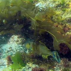 Meuschenia australis