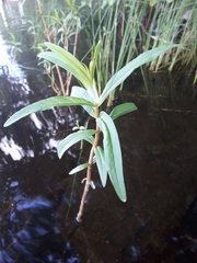 Lysimachia thyrsiflora